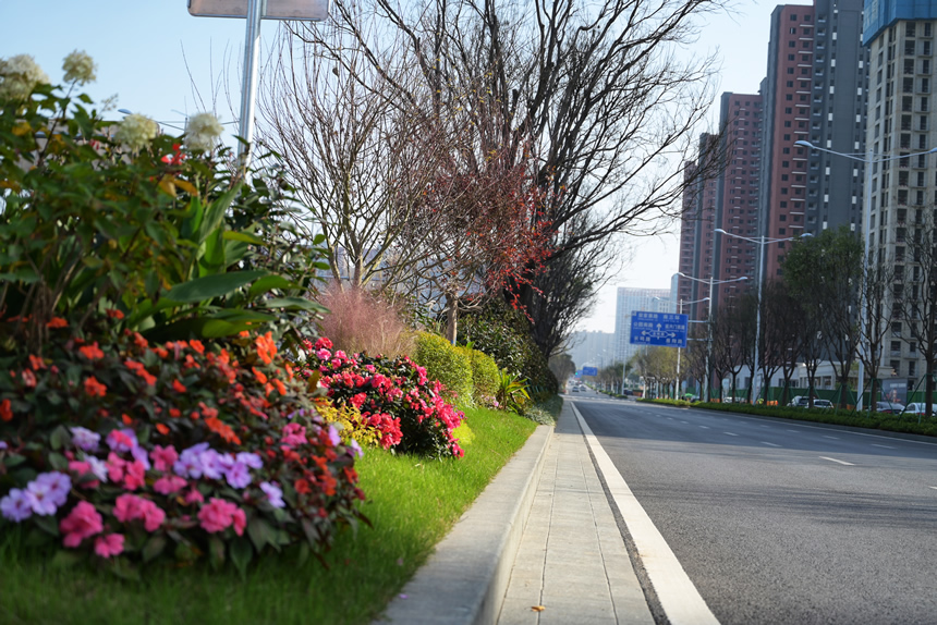 新安路市政绿化工程